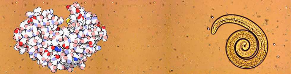 Pepsin und Trichine